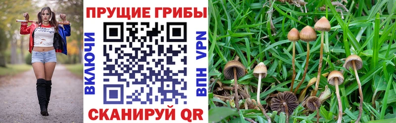 МЕГА рабочий сайт Кувшиново Галлюциногенные грибы прущие грибы